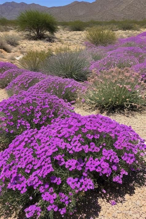 9 Drought Tolerant Ground Cover Plants For Desert