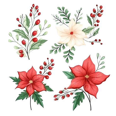 Flores De Natal Desenho - Ilustração Isolada De Flores De Natal PNG , Saudações, Cartão, Verde ...