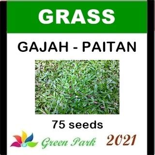 Jual Benih Biji Elephant Grass Rumput Gajah Biasa Paitan Paetan Pack