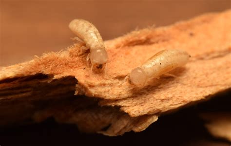 Drywood Termites Everything To Know About These Florida Pests