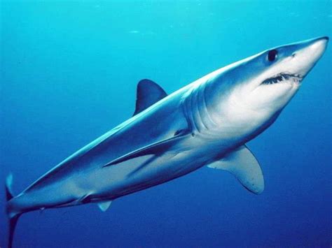 Shortfin Mako Shark Isurus Oxyrinchus Canary Islands Sharks Canaries