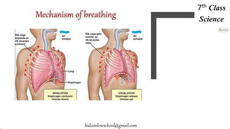 Mechanism Of Breathing Respiration In Organisms Respiration