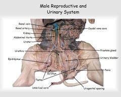 Fetal Pig Dissection Flashcards Quizlet