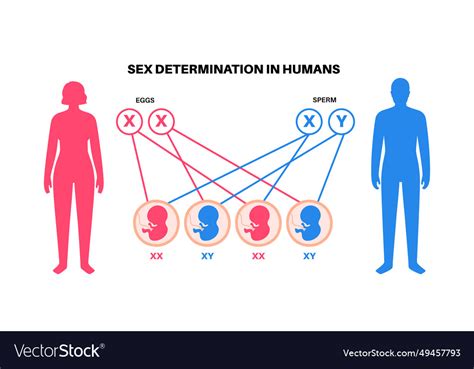 Sex Determination In Humans Royalty Free Vector Image