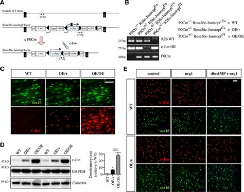 Graded Overexpression Of C Jun Schwann Cell Nuclei Of C Jun OE And