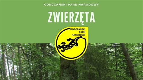 Gorczański Park Narodowy Gorczański Park Narodowy Zwierzęta