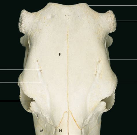 Neurocranio Di Bovino Faccia Dostrale Diagram Quizlet