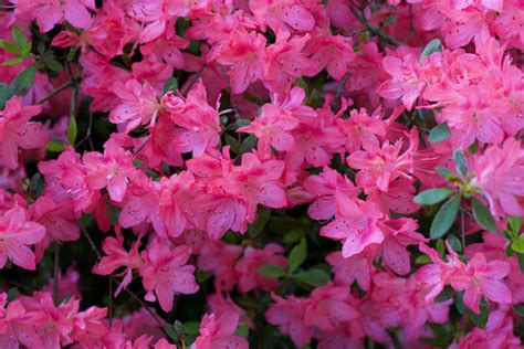 Rhododendronbusch Bilder – Durchsuchen 39,234 Archivfotos ...