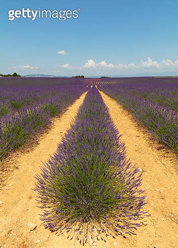 Purple Lavender Field Of Provence