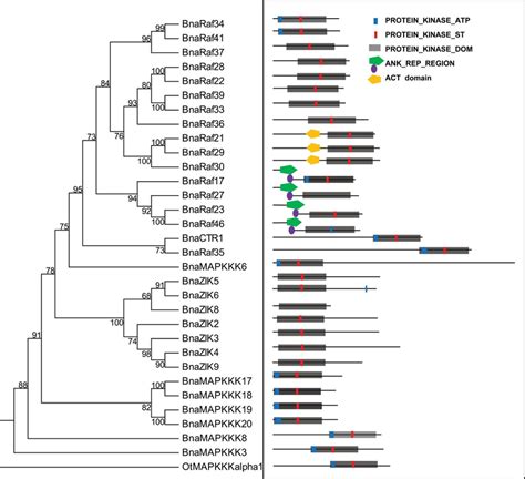 Phylogenetic And Motif Analysis Of Mapkkk Proteins A Reconstruction Download Scientific