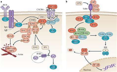 Targeting Bruton's tyrosine kinase in B cell malignancies | Semantic ...