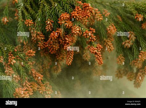 Cedar Pollen Stock Photo - Alamy