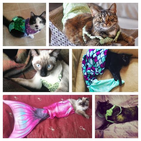 Adorable Mermaid Cats Who Will Make You Believe In Purrmaids Meow As