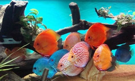 4 Langkah Lengkap Dalam Budidaya Ikan Discus Untuk Pemula Discus Fish