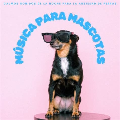 Música Para Mascotas Calmos Sonidos De La Noche Para La Ansiedad De