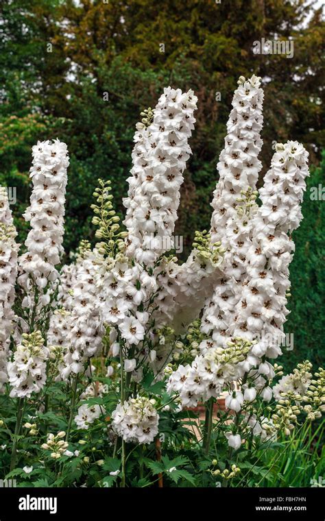 Tall Trees With White Flowers