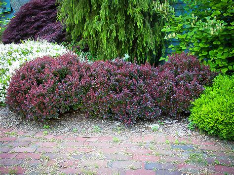 Crimson Pygmy Barberry The Tree Center™