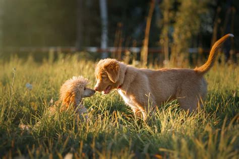 Male Vs Female Toy Poodle Temperament Wow Blog