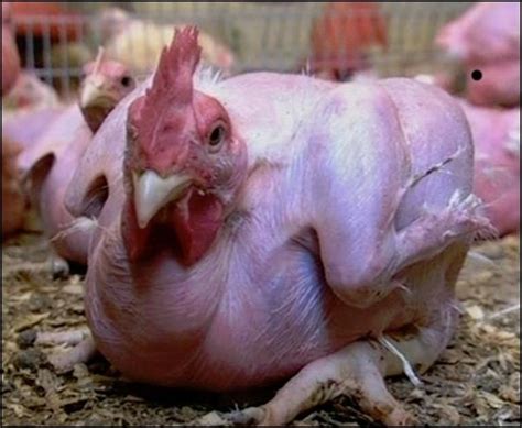 Featherless Chickens Bred For Faster Processing In Meat Factories What