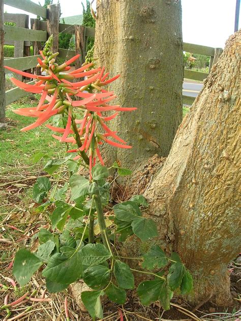 Flor De Pito Propiedades Medicinales Y Usos Tradicionales Teleflor