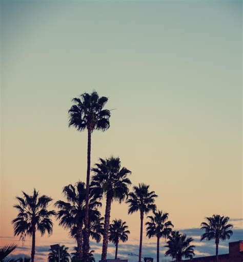 Premium Photo Palm Trees In Los Angeles California