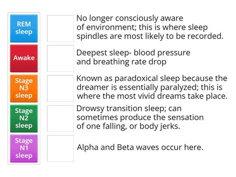 Stages of sleep - Match up