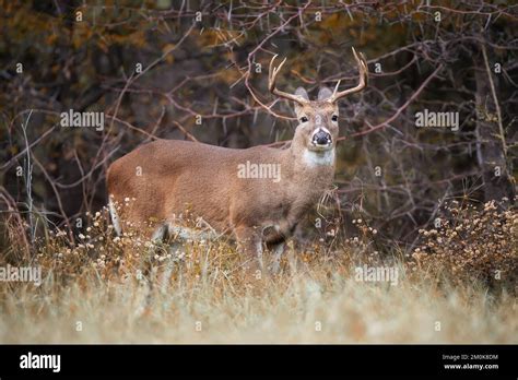 Young White Tailed Deer A Buck In The Autumn Woods During Rut Season