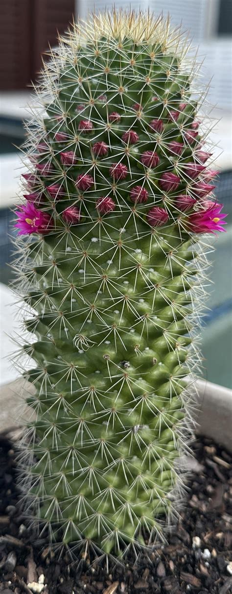 Identify Cactus R Plantidentification