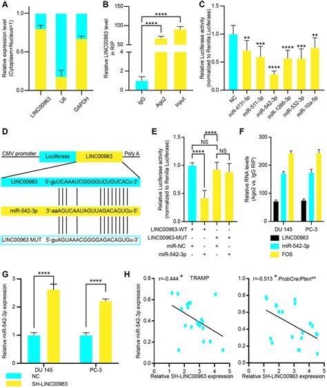 Long Noncoding Rna Linc Induces Nop Expression By Sponging Tumor