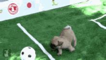 Football GIF - Football - Discover & Share GIFs