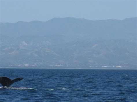 Humpback Whale Frank Lanter Flickr