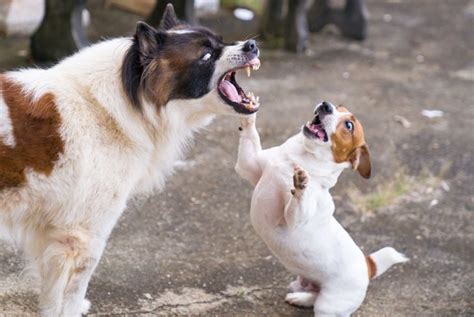 20 Types of Aggression in Dogs - Critter Culture