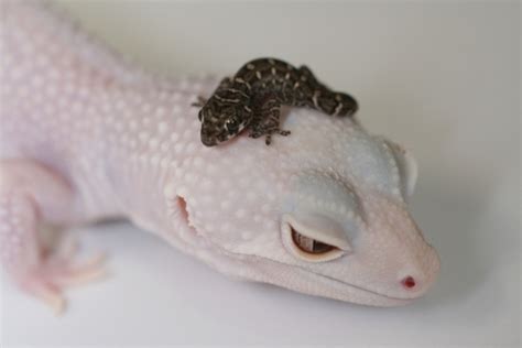 Cute Pet Geckos