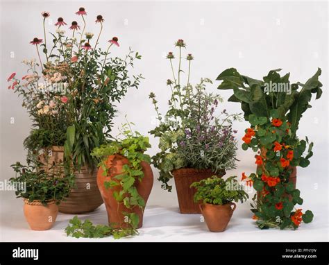 Various plants in plant pots, including Nasturtium, Achillea ...