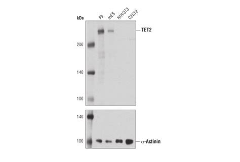 Tet2 Antibody Mouse Specific Cell Signaling Technology