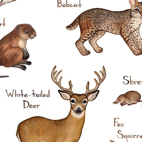 This Watercolor Painting Features The Mammals Of Kentucky As A Field