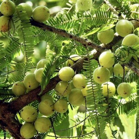 Amla Indian Gooseberry Emblica Officinalis Live Tropical Fruit