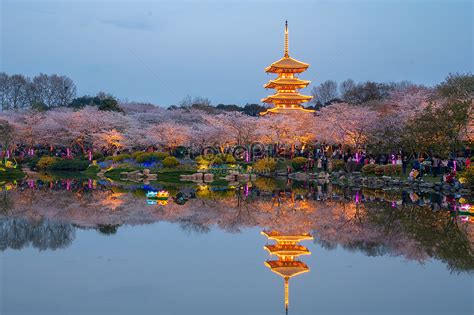 Wuhan Cherry Blossom Season Picture And HD Photos | Free Download On ...