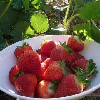 Inilah Tips Mudah Cara Penyemaian Tanaman Buah Strawberry Dari Biji