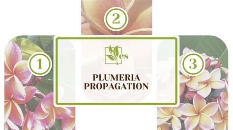 Plumeria Propagation How To Grow From Stem Cutting