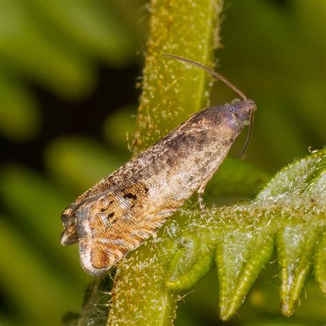 Latest Micro Photos Suffolk Moths The Macro And Micro Moths Of