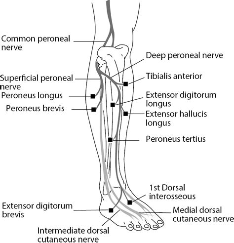 Superficial Peroneal Nerve