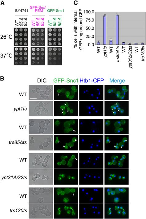 Gfp Snc Accumulates In The Rings Around The Nuclei Of Ypt Ts And