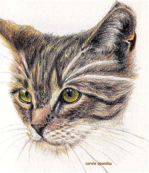 Grey Tabby Drawing By Carole Spandau Fine Art America