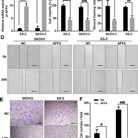 Knockdown Of Mir 425 5p Inhibits The Proliferation Migration And