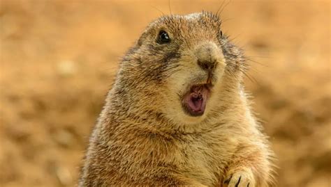 What Do Gophers Eat Top 6 Gopher Foods Gopher Nuts