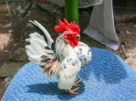 Las 8 mejores razas de pollos pequeños con fotos y videos Pol y Edro