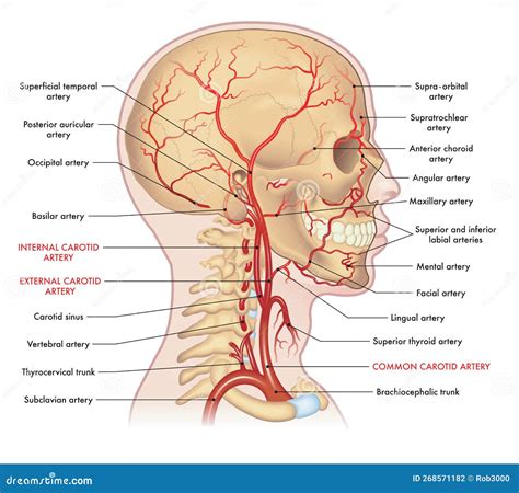 Arterias Principales De La Cabeza Humana Ilustraci N Del Vector