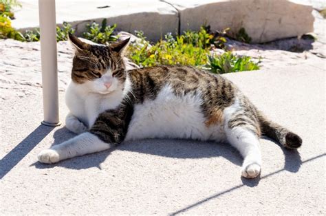 Un gato está tirado en el suelo junto a un poste Foto Premium