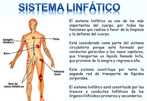 Cuál es la importancia del sistema linfático Cuerpo humano